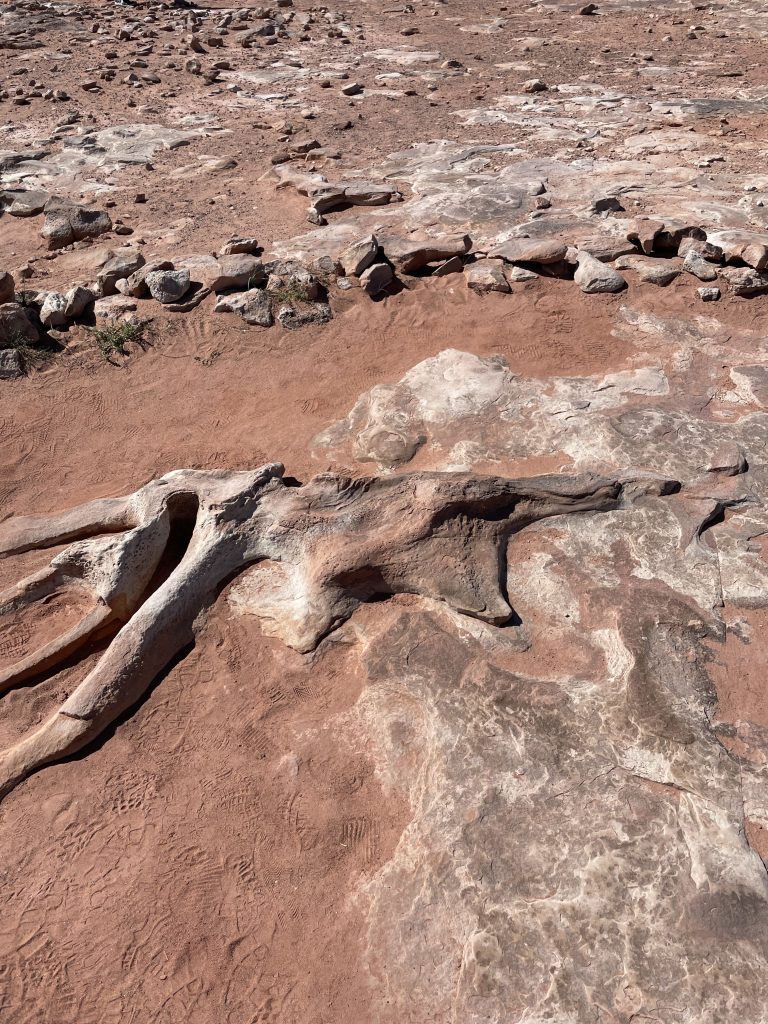 ダイナソートラック